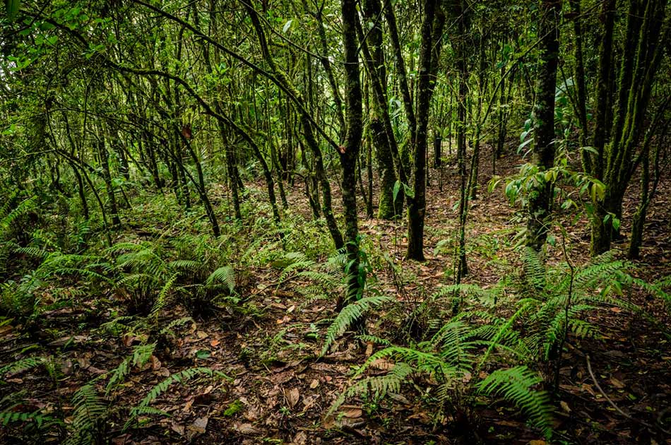 Vereda-Pantanillo-Envigado-inmersivo